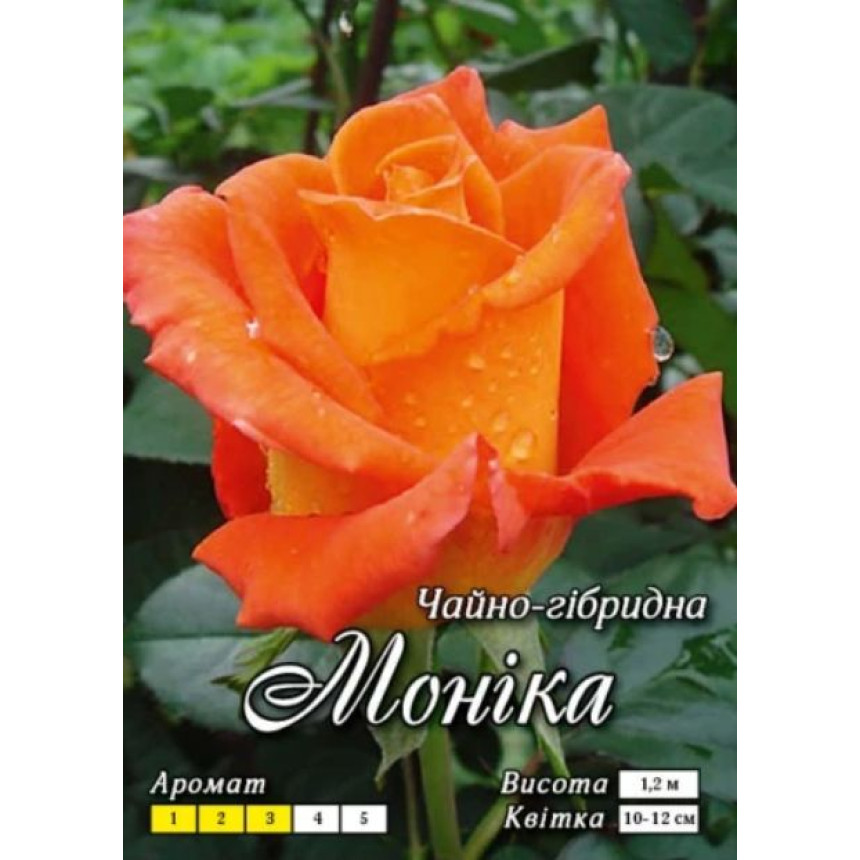 Роза Моника (Ч/Г)