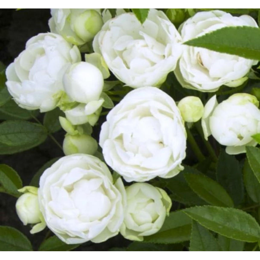 Роза Морсдаг Вайт (англ.)