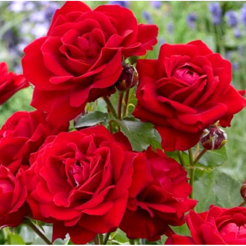 Роза Нина Вейбул (флориб.)