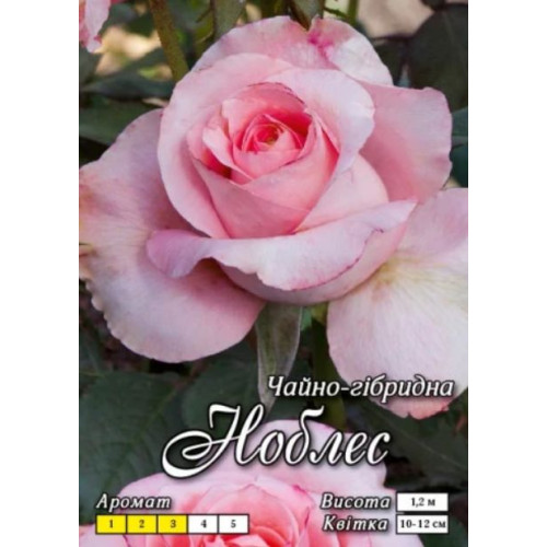 Троянда Ноблес (Ч/Г)