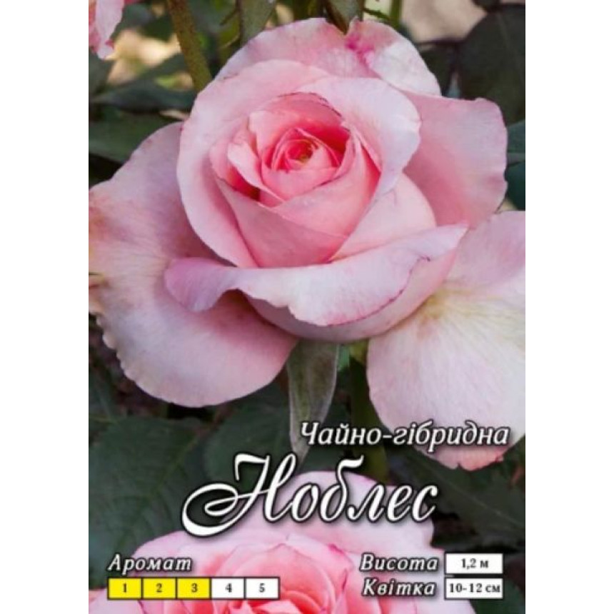 Роза Ноблес (Ч/Г)