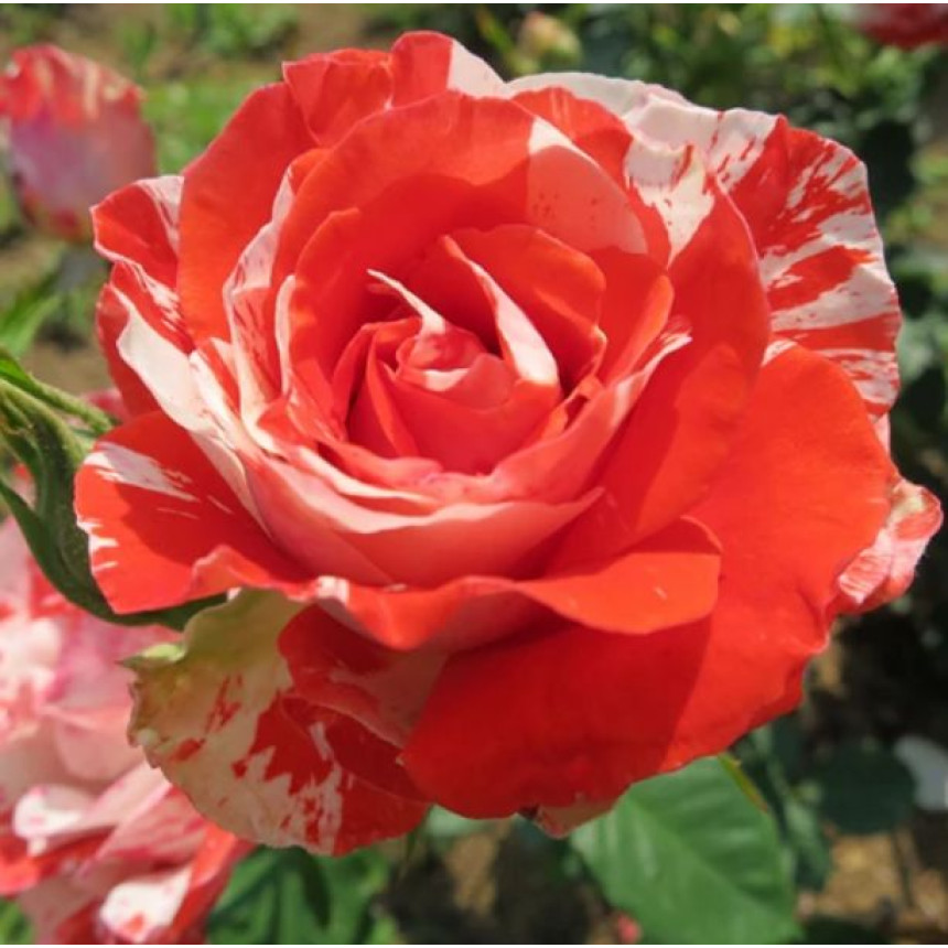 Роза Оранж Интуишн (Ч/Г)