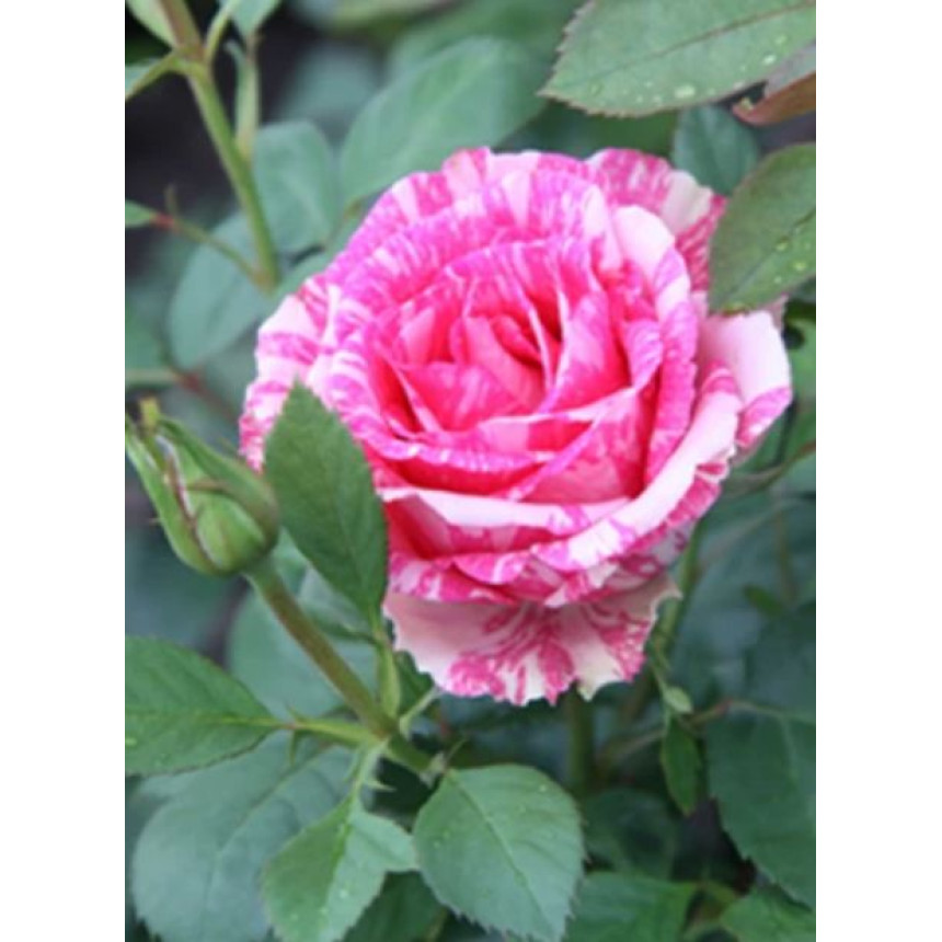 Роза Пападжена (Парк.)