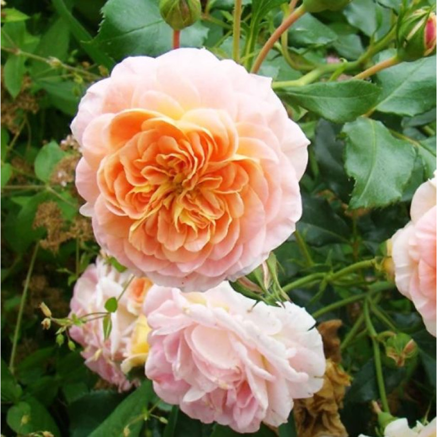 Роза Полька (плетист.)