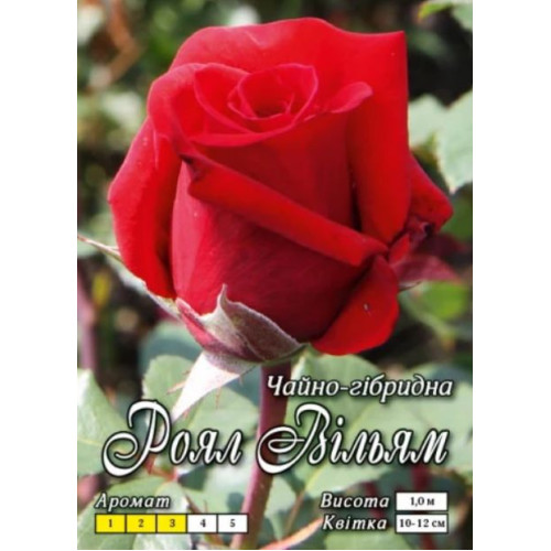Троянда Роял Вільям (Ч/Г)