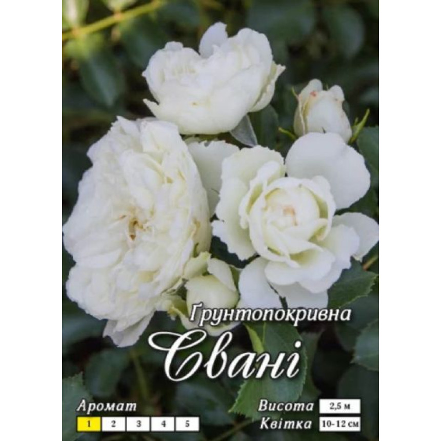 Роза Свани (почвопокр.)