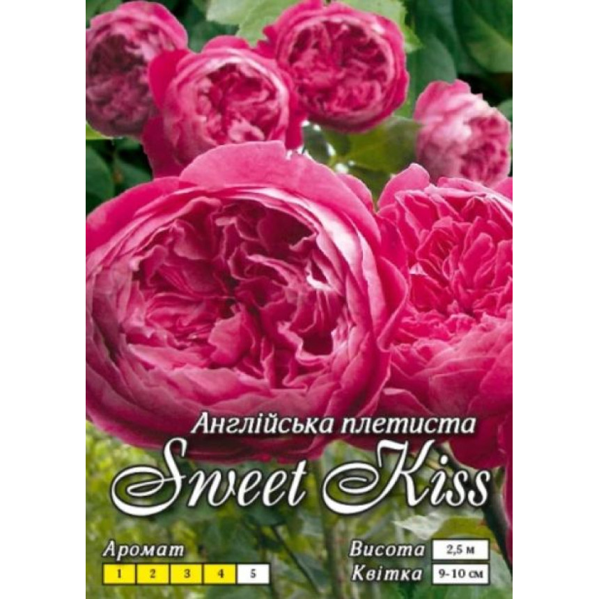 Роза Свит Кисс (англ.-плетист.)