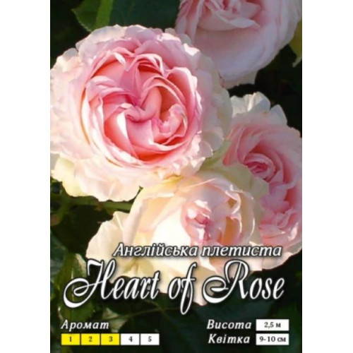 Роза Сердце Розы (плетист.)