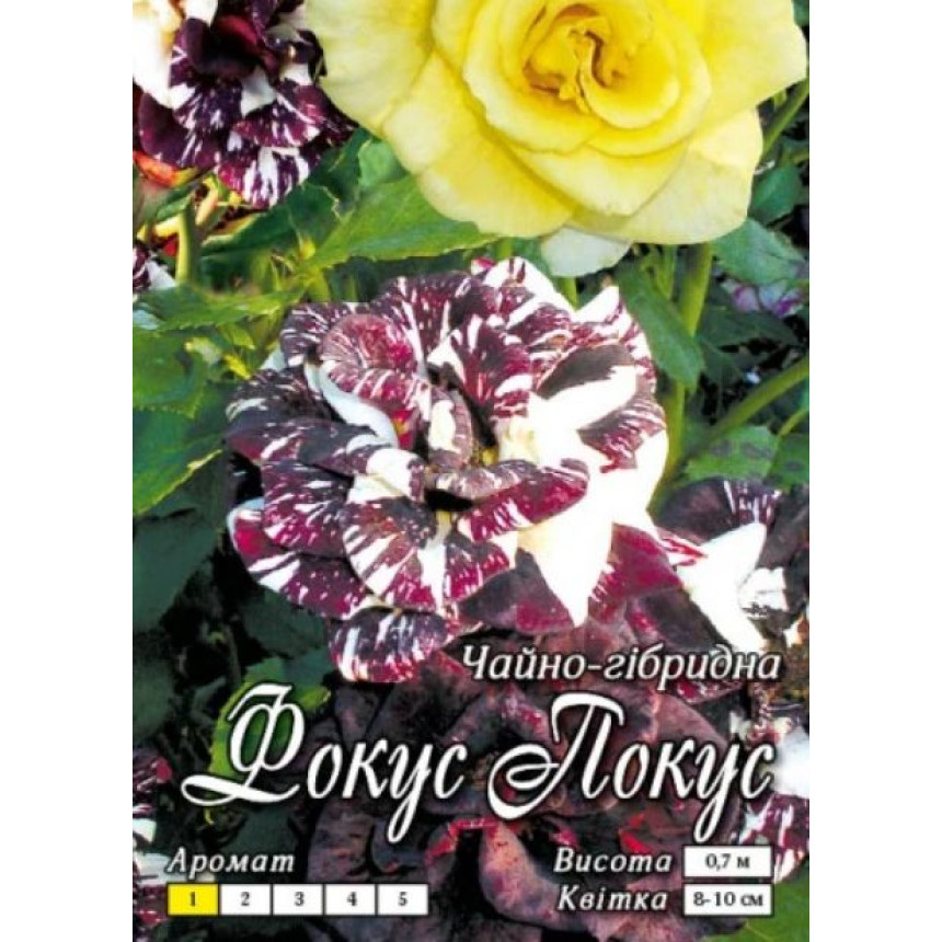 Роза Фокус Покус (Ч/Г)