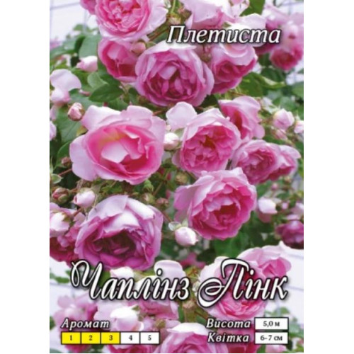 Роза Чаплинз Пинк (плетист.)