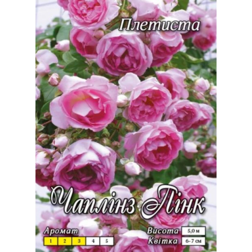 Роза Чаплинз Пинк (плетист.)