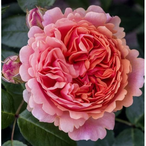 Роза Чиппендейл (парк.)