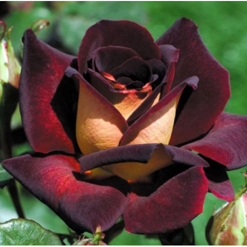 Роза Эдди Митчел (Ч/Г)