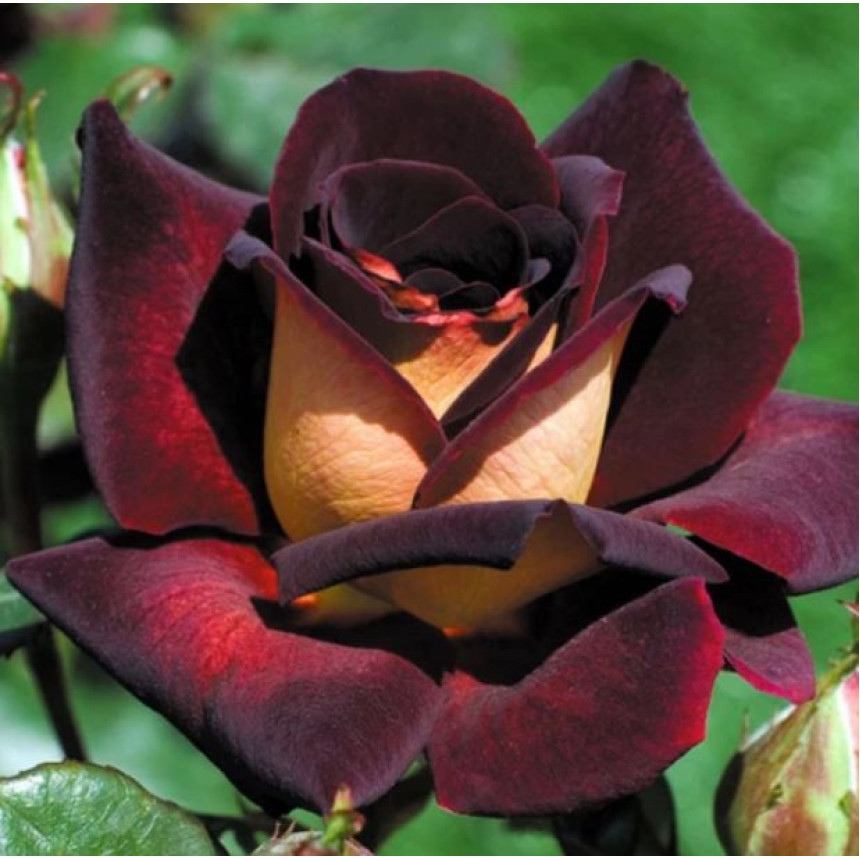 Роза Эдди Митчел (Ч/Г)