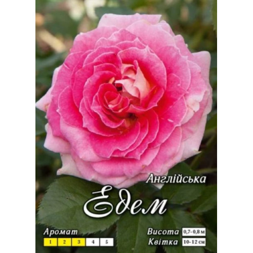 Троянда Едем (англ.)