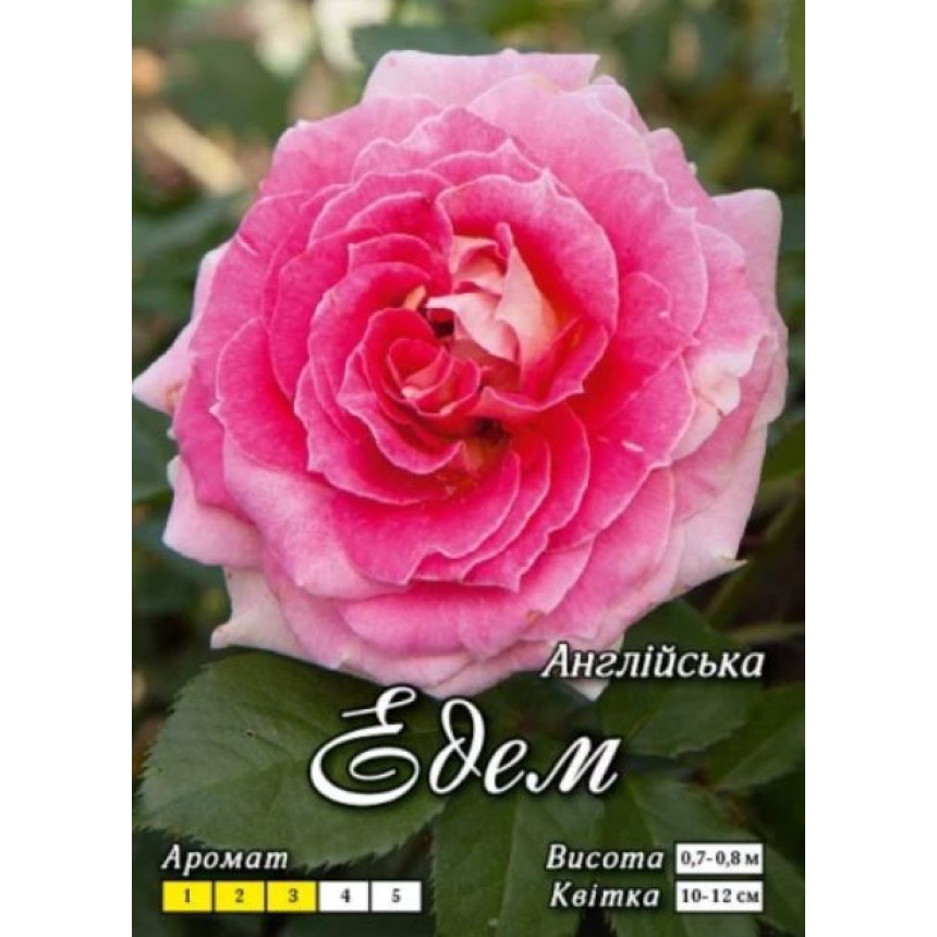 Роза Эдем (англ.)