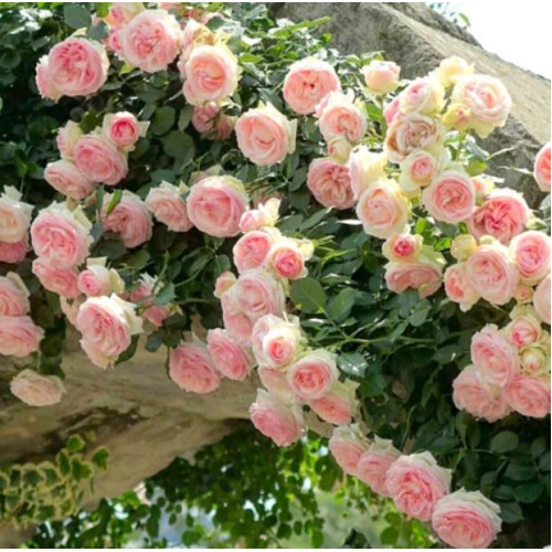 Троянда Еден Роуз (англ./витка)