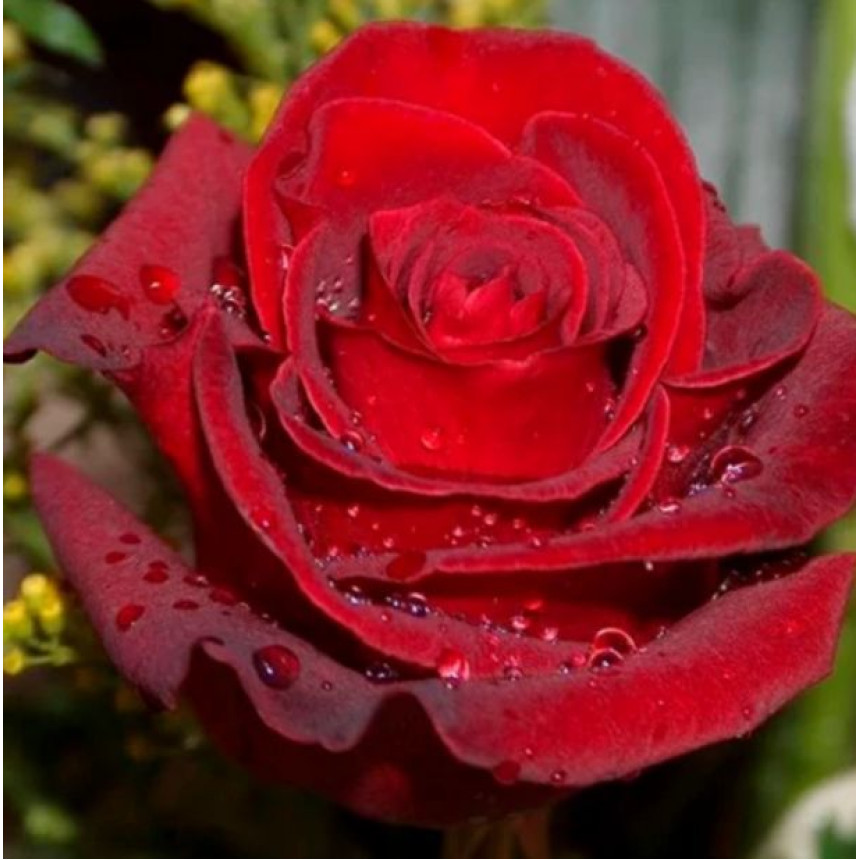 Роза Эксплорер (Ч/Г)