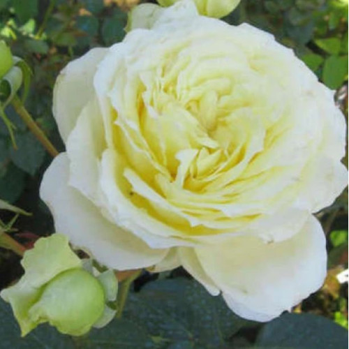 Троянда Ельф (плетист.)