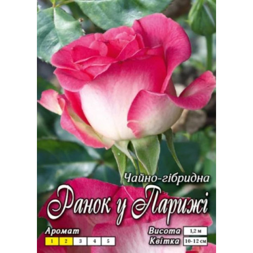 Троянда Ранок у Парижі (Ч/Г)