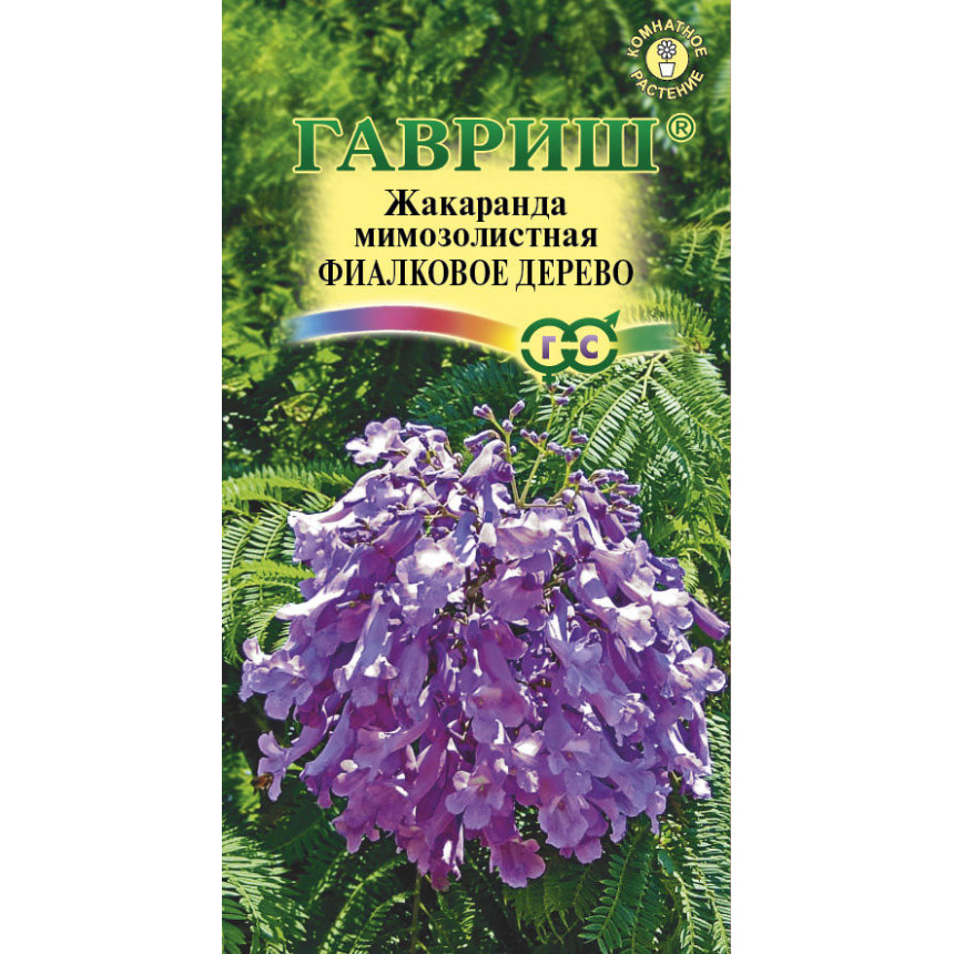 Жакаранда Фіалкове Дерево, 3 шт.