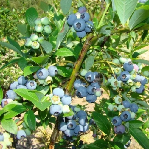 Лохина (чорниця садова) Солодкий Восторг