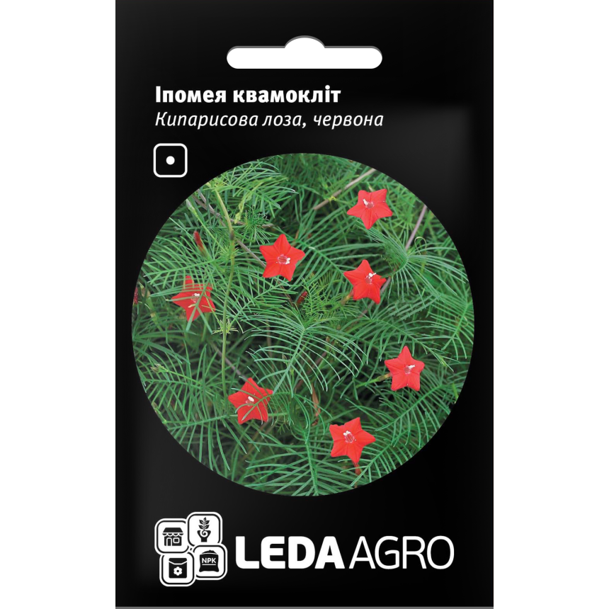 Іпомея Квамокліт червона