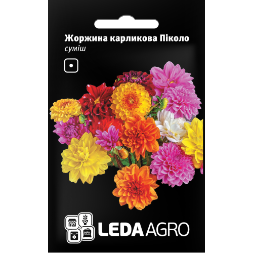 Жоржина Піколо карликова суміш