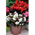 Бегонія вічноквітуча Бада Бум F1 суміш, 10 шт.