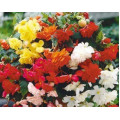 Бегонія ампельна Шансон F1 суміш, 10 шт.