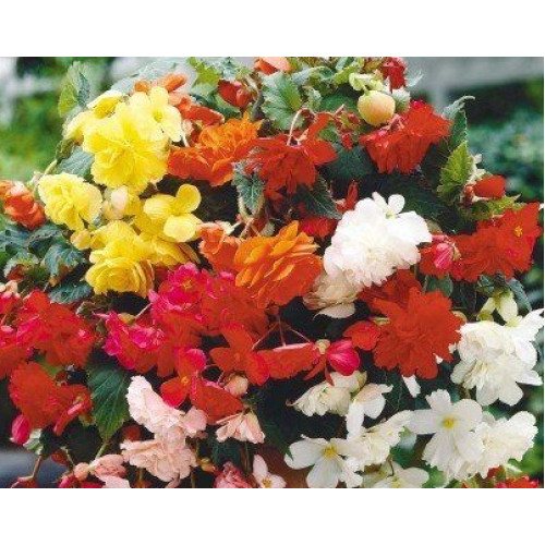 Бегонія ампельна Шансон F1 суміш, 10 шт.