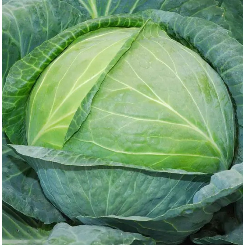 Капуста Одісей F1, 20 шт.