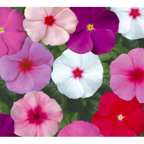 Барвінок низькорослий (Катарантус) Сан Шторм F1 суміш, 10 шт.