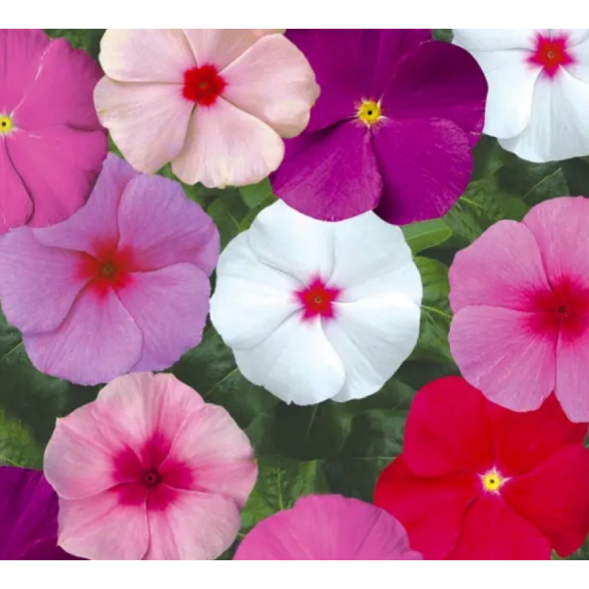 Барвінок низькорослий (Катарантус) Сан Шторм F1 суміш, 10 шт.