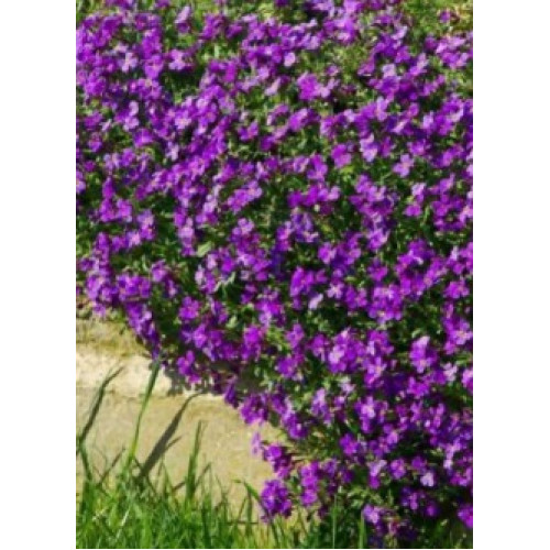 Обрієта Скеляста Мозаїка суміш, 0.1 г