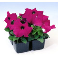 Петунія Танго F1 (фіолетова), 20 шт.