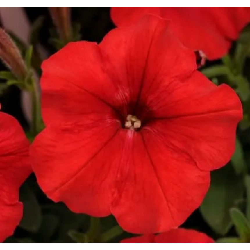 Петунія Танго F1 (червона), 20 шт.