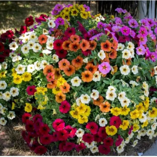 Петунія багатоквіткова Зорепад F1 (суміш), 20 шт.