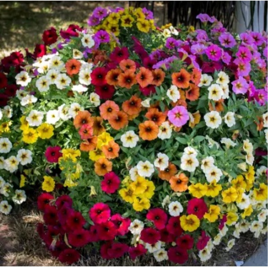 Петунія багатоквіткова Зорепад F1 (суміш), 20 шт.