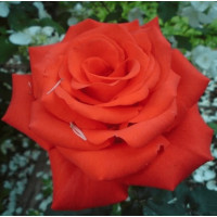 Саджанці троянд Анжеліка (Чайно-Гібридна)