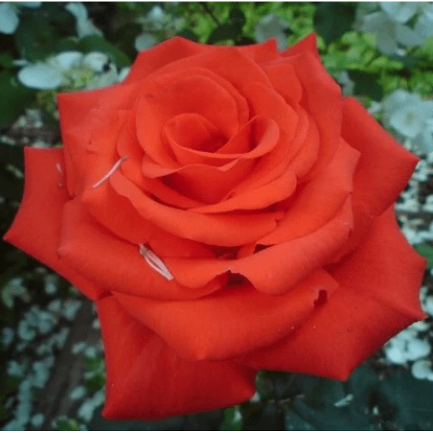 Саджанці троянд Анжеліка (Чайно-Гібридна)