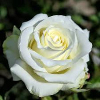 Саджанці троянд Аваланж (Чайно-Гібридна)
