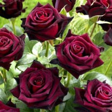 Саджанці троянд Блек Баккара (Чайно-Гібридна)