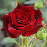 Саджанці троянд Блек Меджик (Чайно-Гібридна)