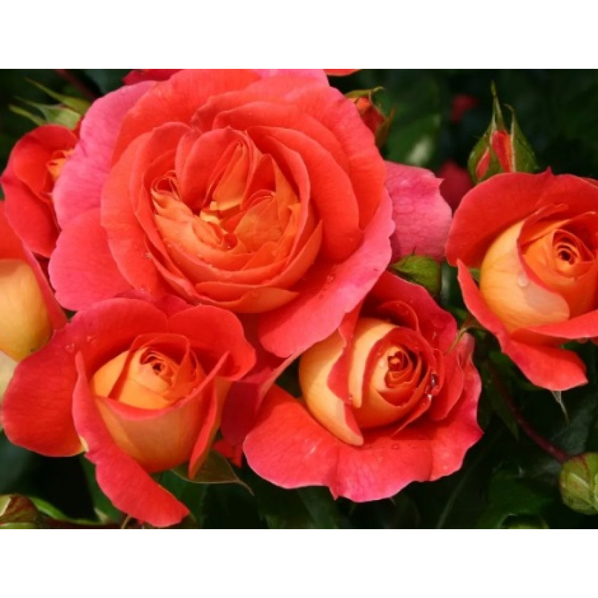 Саджанці троянд Брати Грімм (Флорібунда)