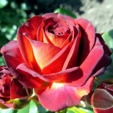 Саджанці троянд Браун Шугар (Дрібноквіткова)