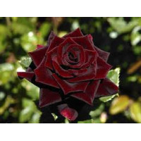 Саджанці троянд Чорний Барон (чайно-гібридна)