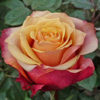 Саджанці троянд Черрі Бренді (чайно-гібридна)