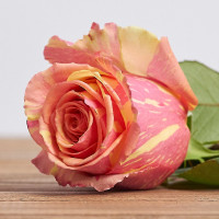 Саджанці троянд Фієста (чайно-гібридна)