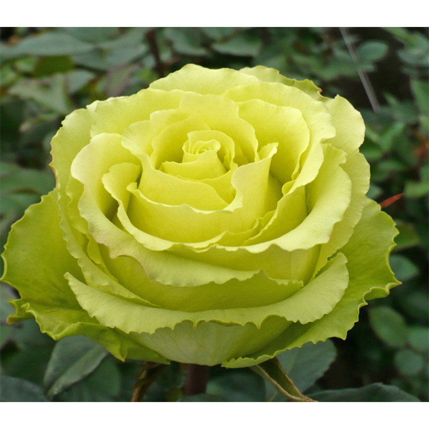 Саджанці троянд Ківі (Чайно-Гібридна)